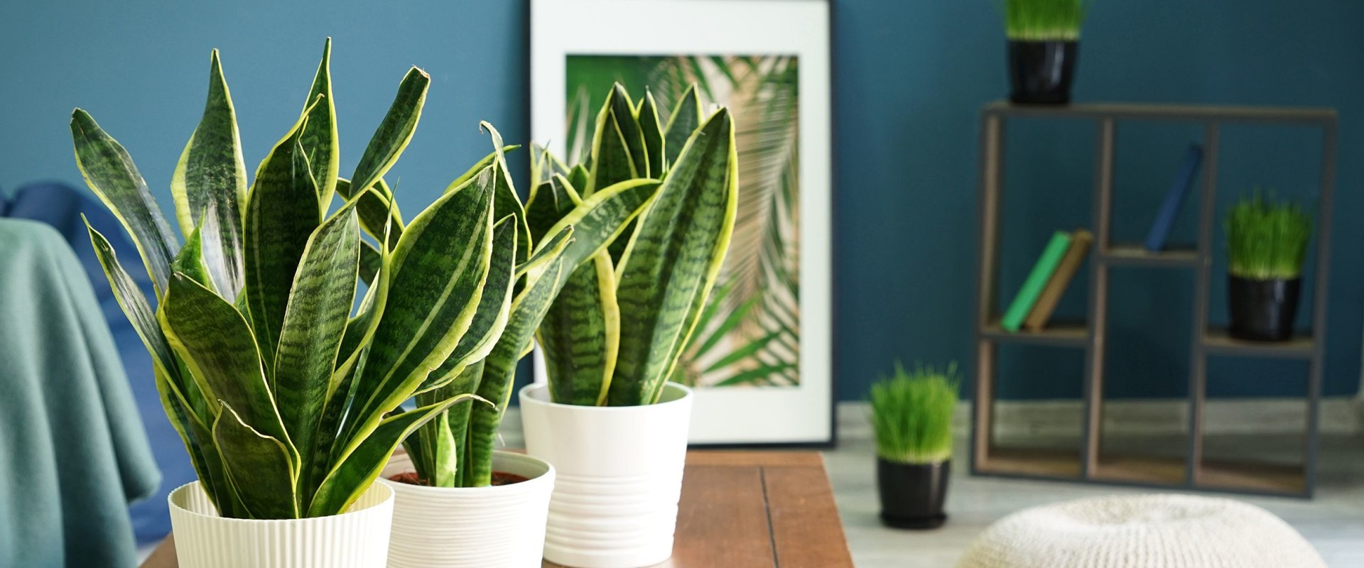 Which House Plant Purifies the Air the Most?