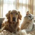 How To Tackle Dog And Cat Dander For Allergy Relief